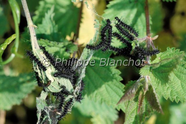 inachis io chenilles.JPG - Inachis ioChenilles de Paon du jour sur ortiePeacock caterpillarsLepidoptera, NymphalidaeFrance